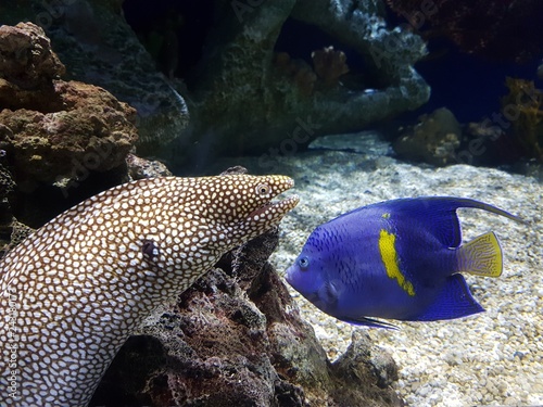 Moray (Aquarium of Georgia) photo
