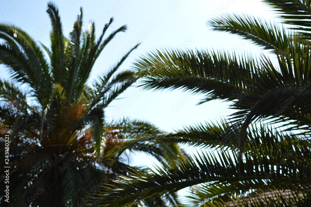 palm tree on background of blue sky palm tree on background of blue sky