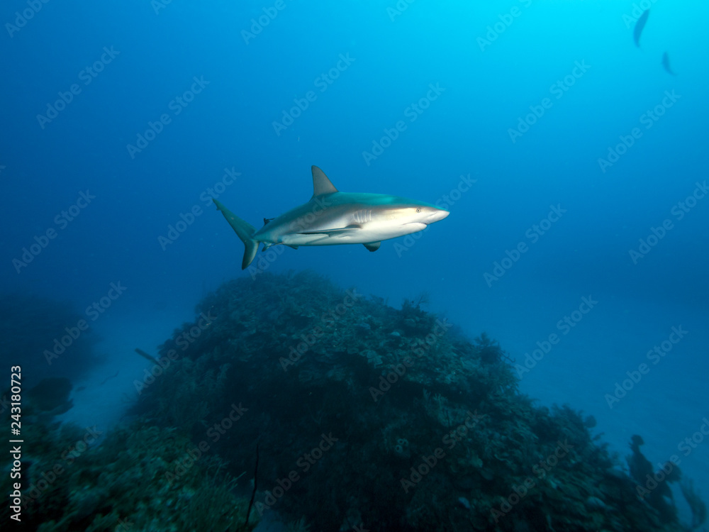 Fototapeta premium Haie