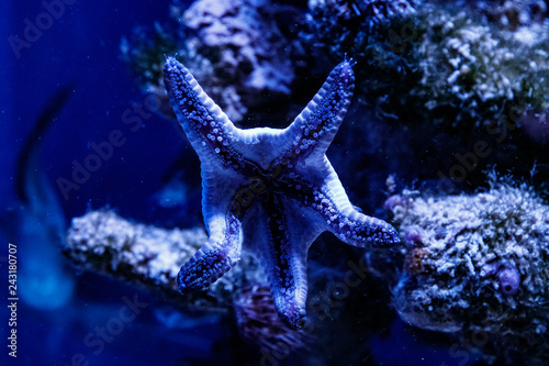 macro blue starfish linckia laevigata © Minakryn Ruslan 