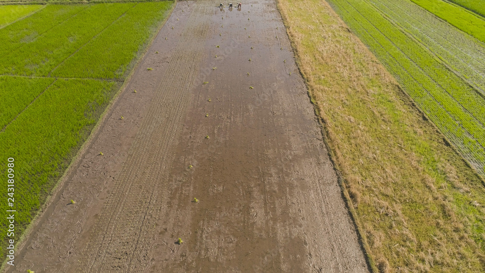 Obraz premium aerial vie aerial view rice fields, agricultural land with sown green in countryside. farmland with agricultural crops in rural areas Java Indonesia. Land with grown plants of paddy