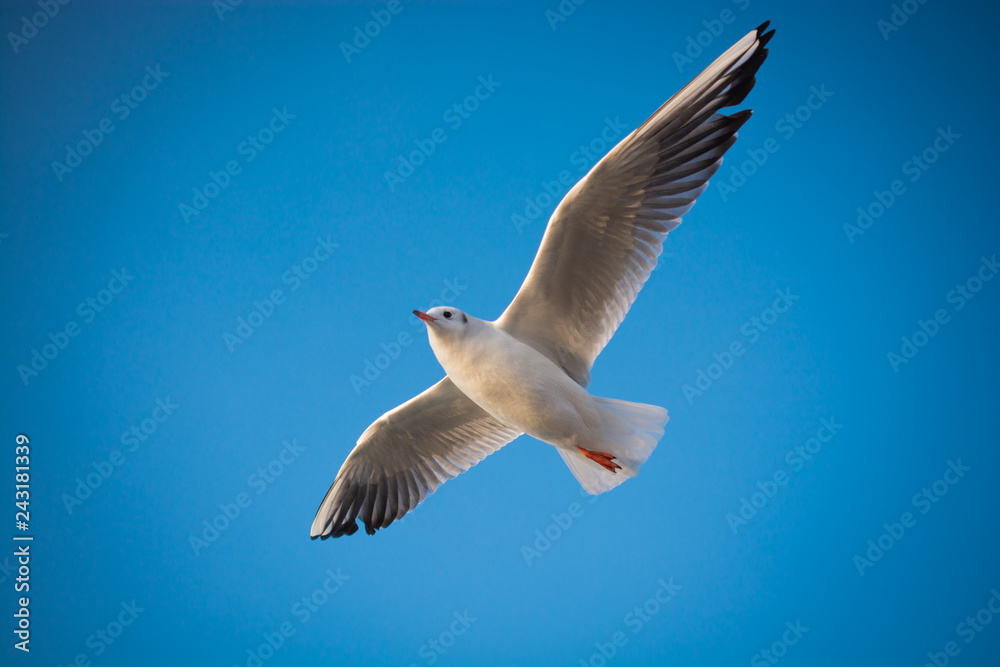 Obraz premium Seagull flying in blue sky