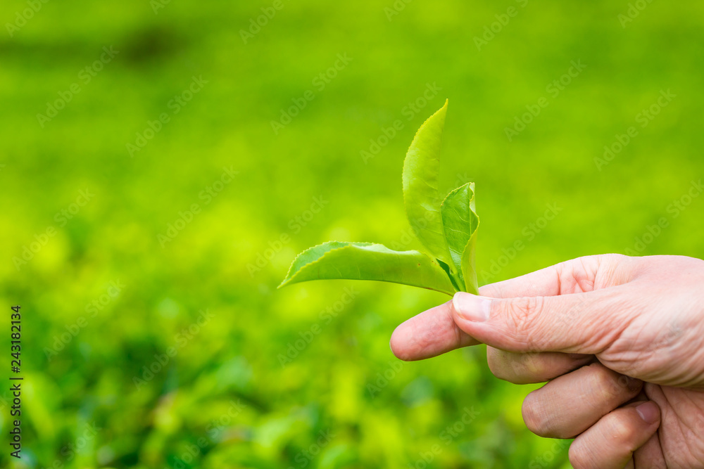 Hand picking up green tea leaves at a tea plantation. Fresh tea leaves in a tea farm in Sri Lanka Hand picking up green tea leaves at a tea plantation. Fresh tea leaves in a tea farm in Sri Lanka