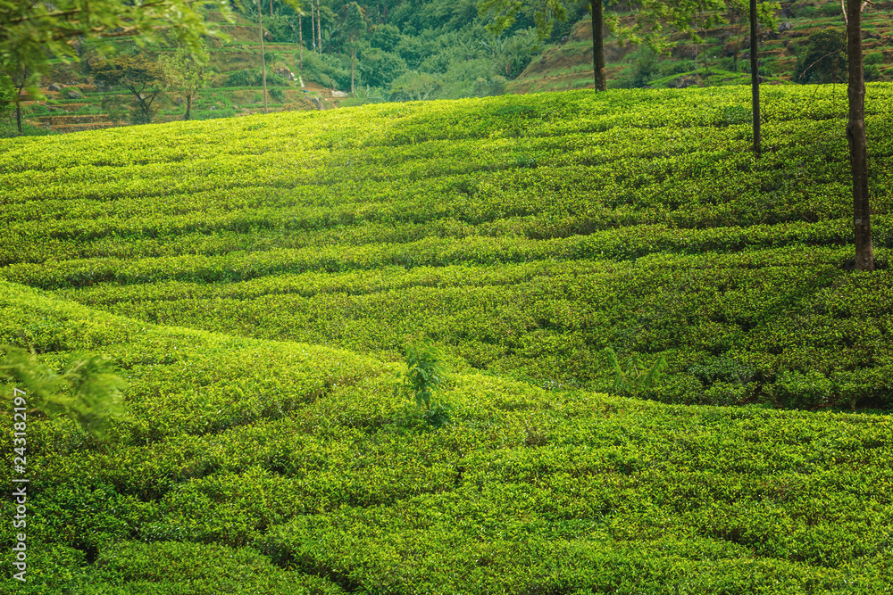 Green plantation of Ceylon tea. Bright terraced fields of tea plants in Sri Lanka