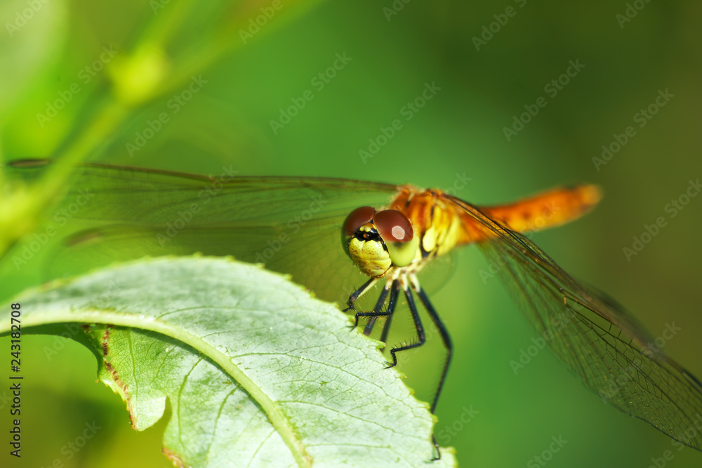 Dragonfly, lat. Lestes dryas , sitting on the green grass, swaying wind on a summer day. Dragonfly, lat. Lestes dryas , sitting on the green grass, swaying wind on a summer day.