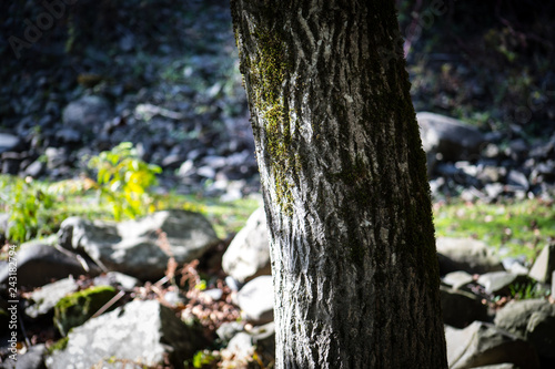 Cracked bark of the old tree overgrown with green moss in autumn forest. Selective focus. Azerbaijan