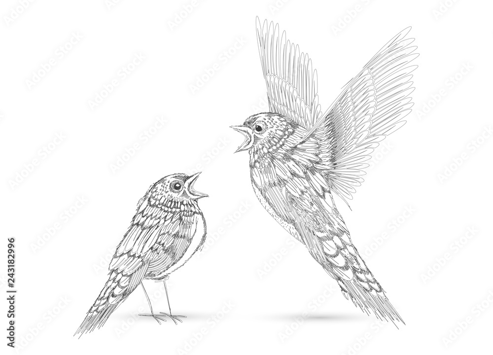 Obraz premium singende Vögel