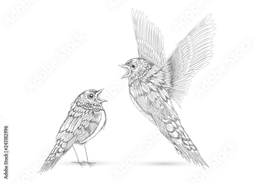 singende Vögel