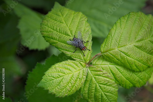 fly on a leaf