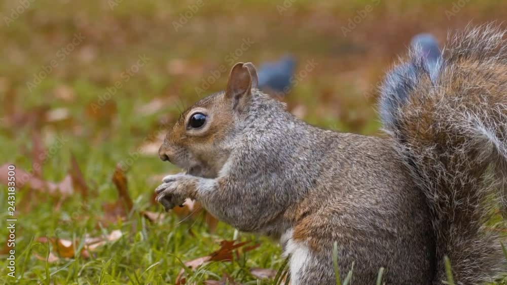 Squirrel eating nuts in slow-motion close up in St James Park London during autumn Squirrel eating nuts in slow-motion close up in St James Park London during autumn