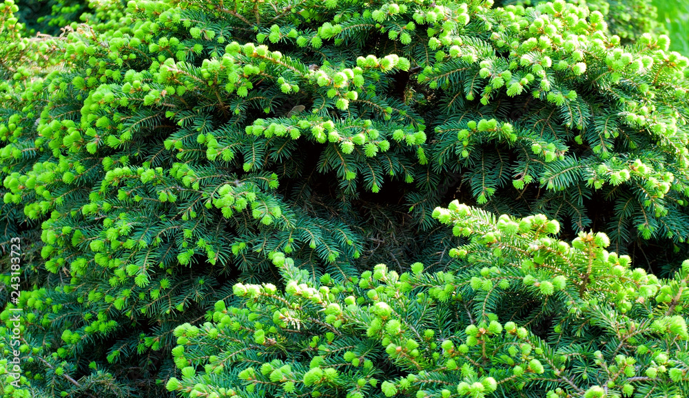 Branch green tree Background
