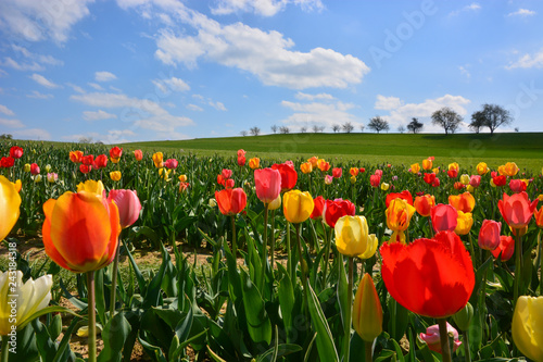 Feld mit Tulpen - Tulipa