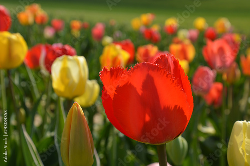 Tulpen - Tulipa