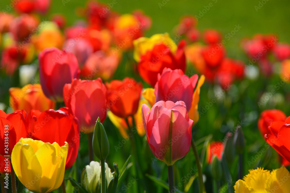 Tulpen - Tulipa