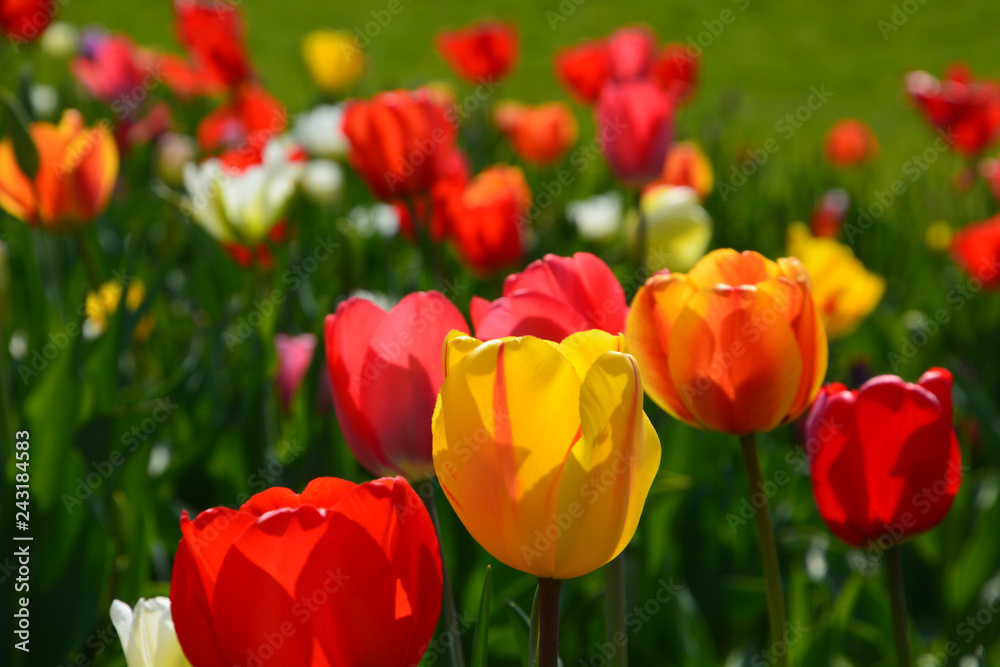 Fototapeta premium Tulpen - Tulipa