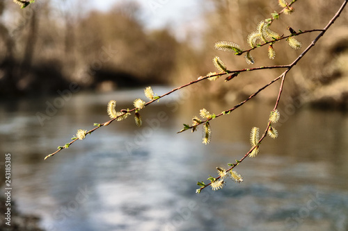 The branch of flowering willow in early spring against the background of the river and bare forest