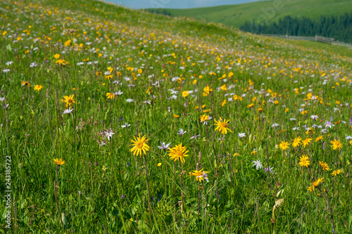 Fototapeta Naklejka Na Ścianę i Meble -  Green mountain meadow with colored mountain flowers as a background or texture. Medicinal plant Arnica (Arnica montana) blooms in alpine meadow.