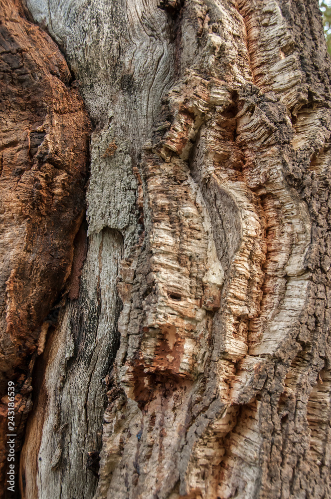 The tree is a woody trunk whose branches only come out at a certain height from the ground The tree is a woody trunk whose branches only come out at a certain height from the ground