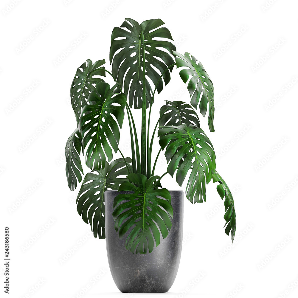 Monstera in a pot on a white background