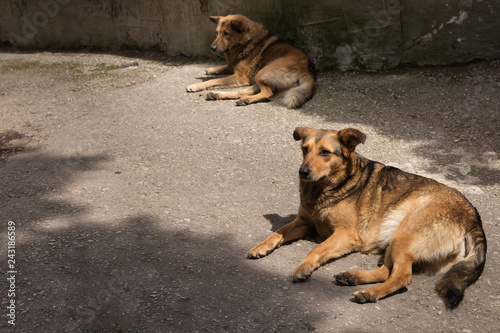 Two stray dogs resting on the road near the concrete wall