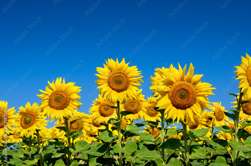 Field of yellow sunflowers against the blue sky Field of yellow sunflowers against the blue sky