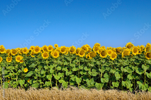 Fototapeta Naklejka Na Ścianę i Meble -  Field of yellow sunflowers against the blue sky