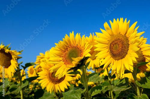 Fototapeta Naklejka Na Ścianę i Meble -  Young sunflowers bloom in field against a blue sky