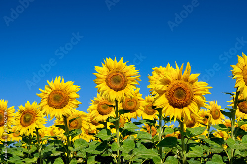 Field of yellow sunflowers against the blue sky