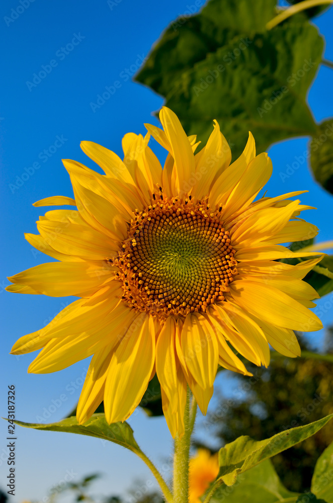 Young sunflowers bloom in field against a blue sky Young sunflowers bloom in field against a blue sky
