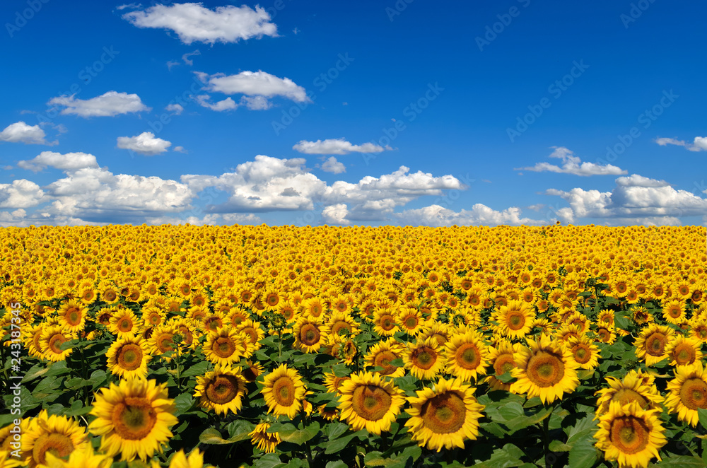 Field of yellow sunflowers against the blue sky Field of yellow sunflowers against the blue sky