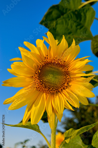 Fototapeta Naklejka Na Ścianę i Meble -  Young sunflowers bloom in field against a blue sky