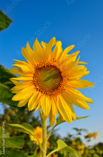 Fototapeta Naklejka Na Ścianę i Meble -  Young sunflowers bloom in field against a blue sky
