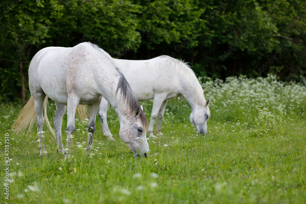 white horse grazing in a spring grass meadow pasture on farm, rural countryside scene white horse grazing in a spring grass meadow pasture on farm, rural countryside scene