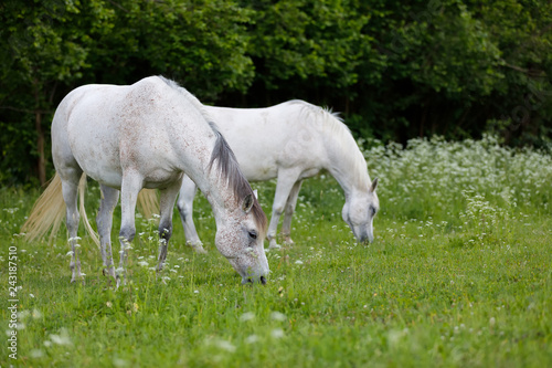 white horse grazing in a spring grass meadow pasture on farm, rural countryside scene