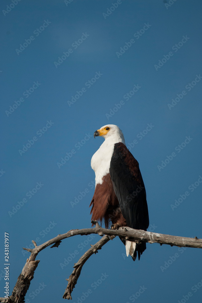 african fish-eagle on branch african fish-eagle on branch