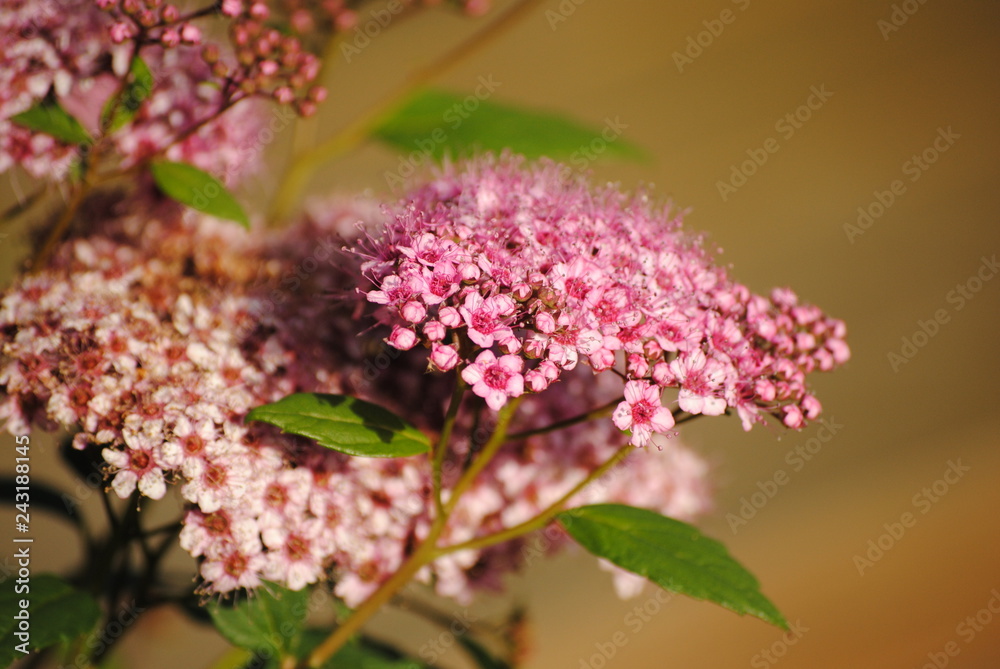 Fototapeta premium pink flowers