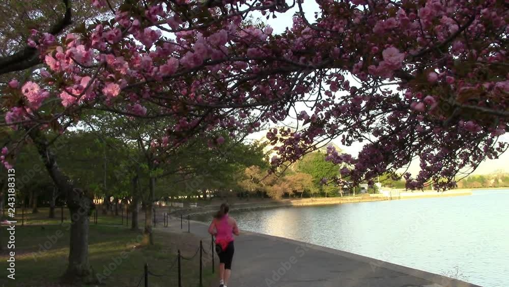 Jogger under Pink Blossoms on Washington, DC Tree Jogger under Pink Blossoms on Washington, DC Tree