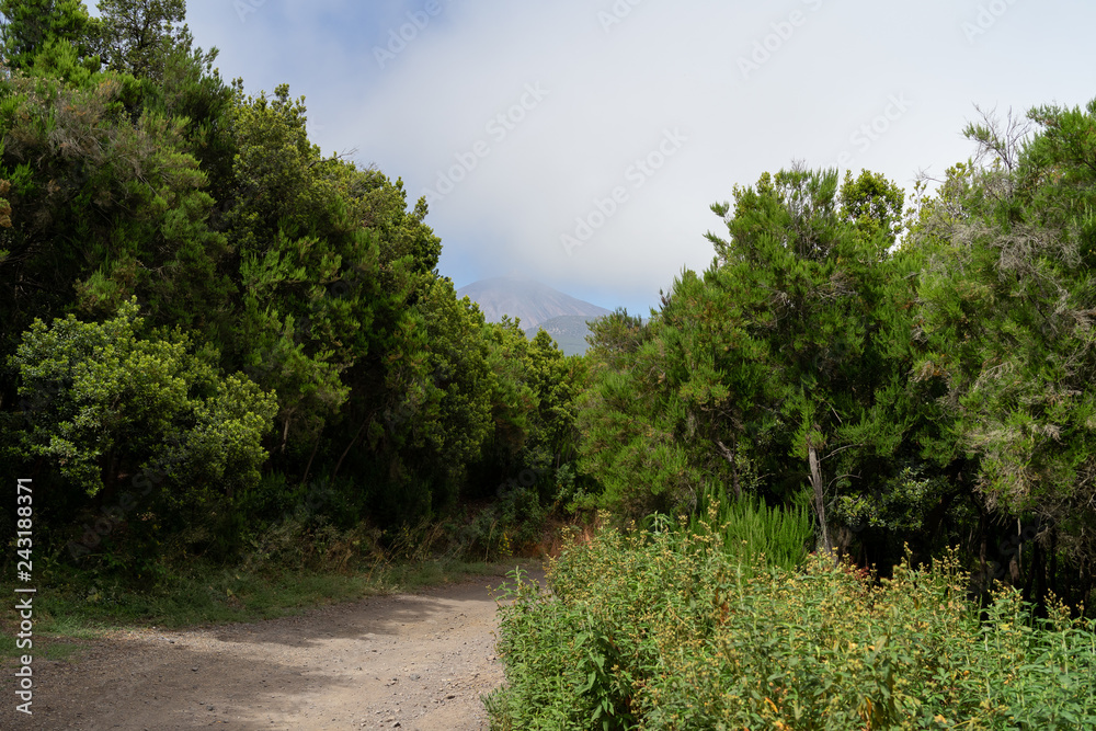 Forest road in the neighborhood of the small town of La Orotava. Through the clouds visible top of the volcano Teide. Tenerife. Canary Islands. Spain.