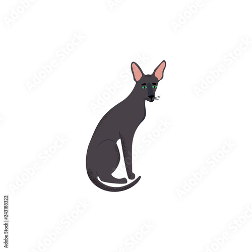 Cute character cartoon style of cat. Icon of oriental shorthair breed for different design.