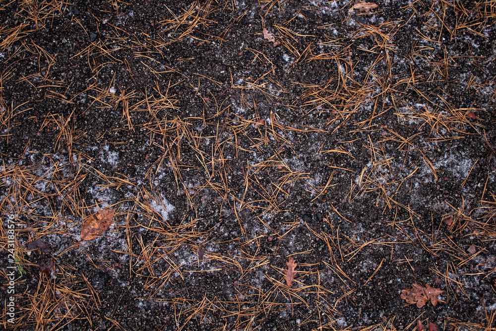 Background of ground with leaves and cones and in winter Background of ground with leaves and cones and in winter