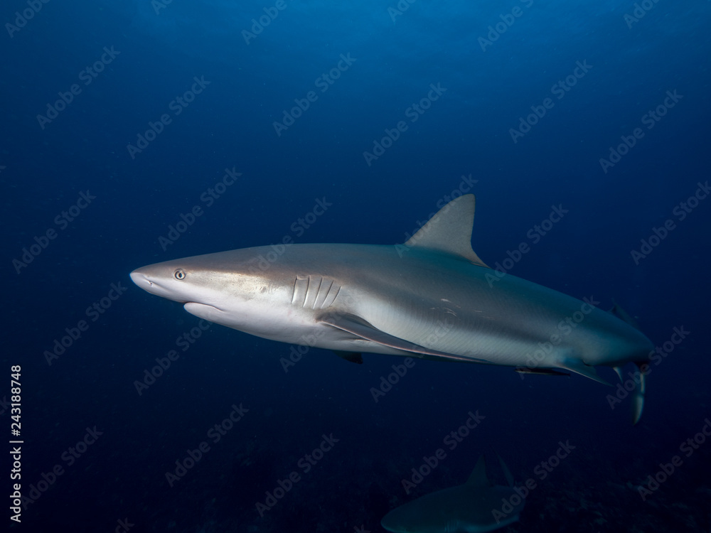 Fototapeta premium Haie