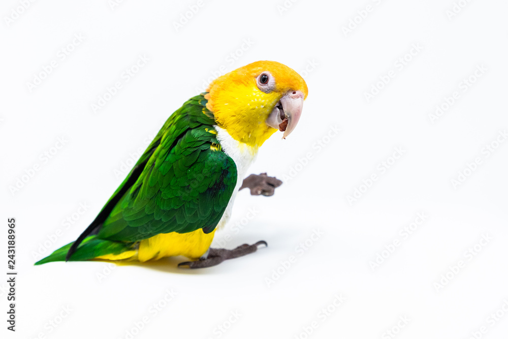 An exotic parrot is holding some nut with his leg and looking behind
