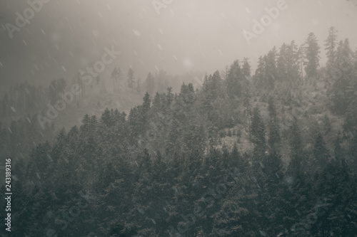 dark moody winter forest