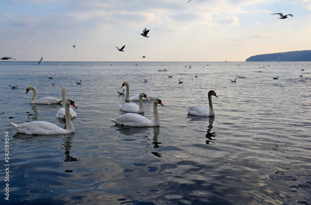 Лебеди и чайки в Чёрном море, Варна (Болгария) 