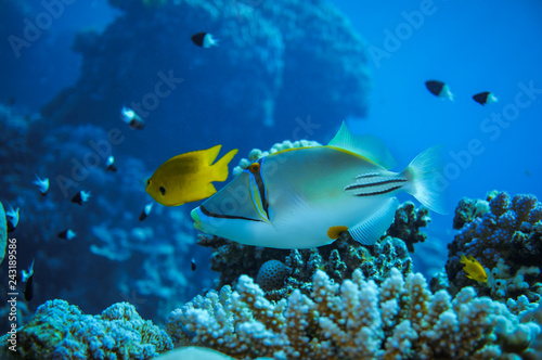 photos of exotic fish under water © pha88