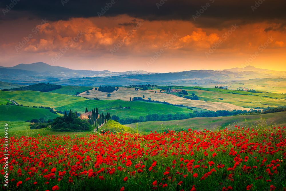 Beautiful red poppies blossom on meadows in Tuscany, Pienza, Italy