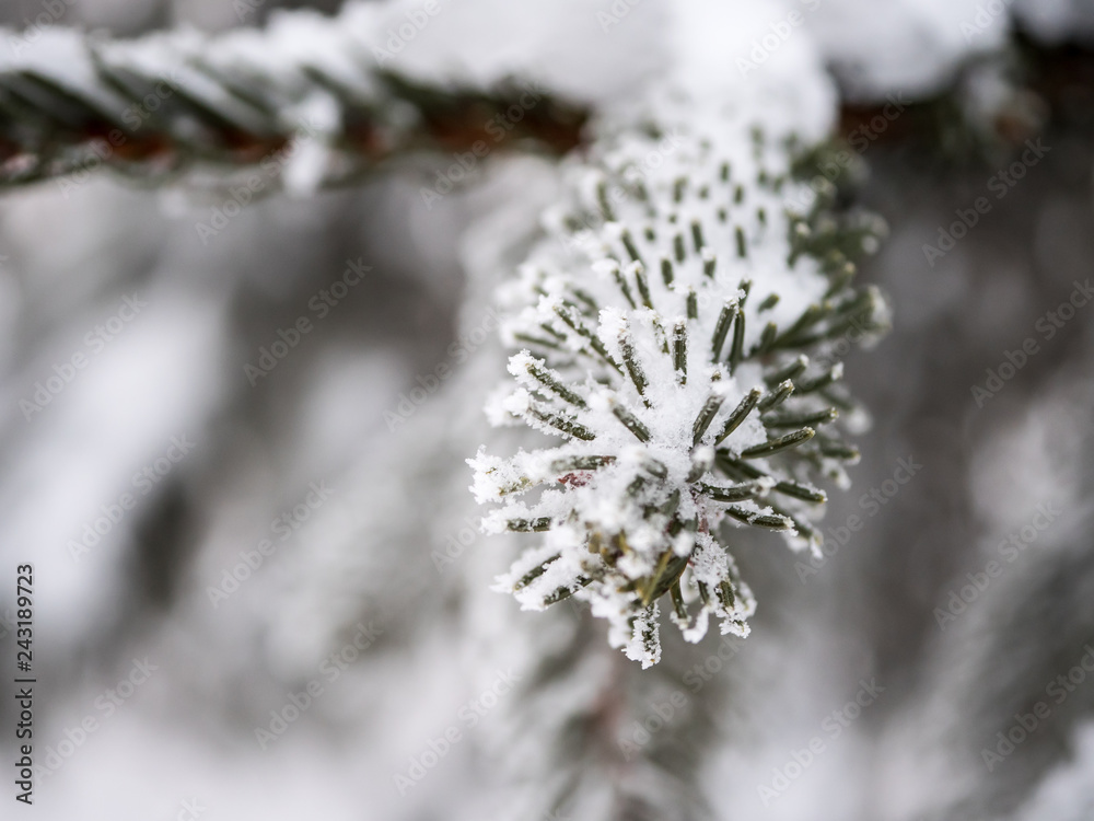 Snow on needles closeup. Snowy forest closeup. Winter in forest. Snow on tree macro.