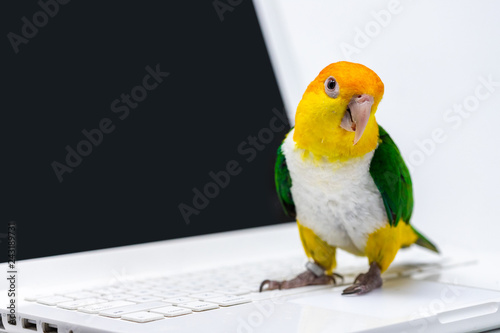A curious exotic green and yellow parrot is standing on the keyboard of a computer