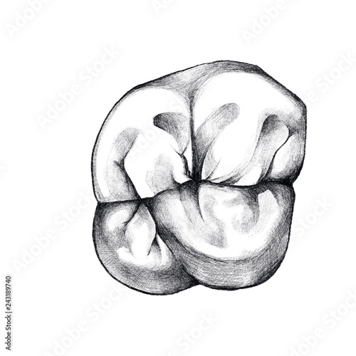 First molar top