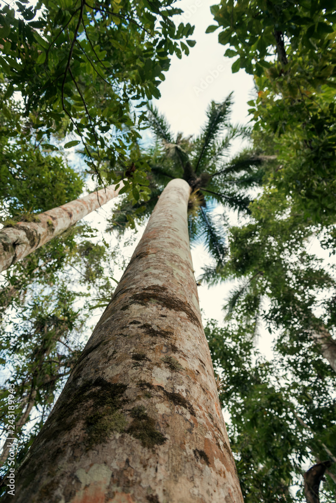 Fototapeta premium Look up on Coconut palm trunk